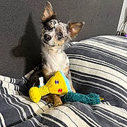 Coral Rae is registered to the contest to win money with this photo: animal, bed, blanket, companion, cozy, curious, cute, dog, domestic, ears, furry, indoor, pet, plush_toy, puppy, resting, soft, striped, tilted_head, toy