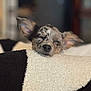 Coral Rae is registered to the contest to win money with this photo: animal, blanket, closeup, comfort, cozy, cute, dog, ears, fur, home, indoor, peaceful, pet, portrait, puppy, relaxation, resting, sleeping, snuggle, soft