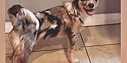 Coral Rae is registered to the contest to win money with this photo: dog, indoor, tile_floor, happy, smiling, pet, animal, speckled_fur, small_dog, ears_up, looking_back, tongue_out, cute, standing, domestic, companion, friendly, fur_pattern, paw, tail
