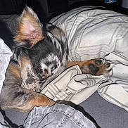 Coral Rae joined the competition — help win amazing prizes! dog, sleeping, blanket, paw, cozy, indoor, resting, fur, cute, snuggled, pet, animal, comfort, relaxed, bed, warm, small_dog, ear, napping, soft