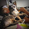 Coral Rae joined the competition — help win amazing prizes! animal, bed, blanket, comfort, companion, cozy, cuddling, dog, domestic_life, ears, fur, human, indoor, lying_down, paw, person, pet, relaxation, resting, sleeping