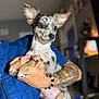 Coral Rae joined the competition — help win amazing prizes! animal, blue_shirt, blurred_background, bracelet, close_up, cute, dog, domestic_animal, focus, hand, holding, indoor, merle_coat, person, pet, portrait, puppy, ring, tattoo, young_dog