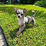 Coral Rae joined the competition — help win amazing prizes! puppy, dog, grass, outdoor, sunlight, merle, sidewalk, greenery, pet, young, small, cute, animal, nature, daylight, suburban, garden, ears, tail, walking