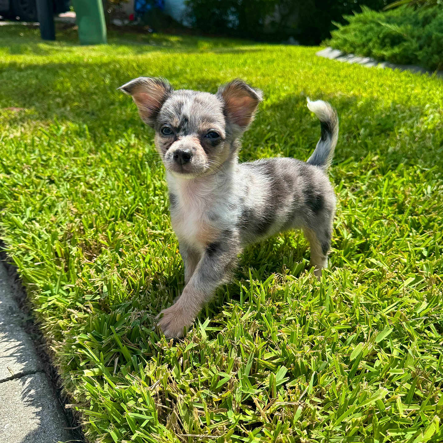 Coral Rae joined the competition — help win amazing prizes! animal, cute, daylight, dog, ears, garden, grass, greenery, merle, nature, outdoor, pet, puppy, sidewalk, small, suburban, sunlight, tail, walking, young