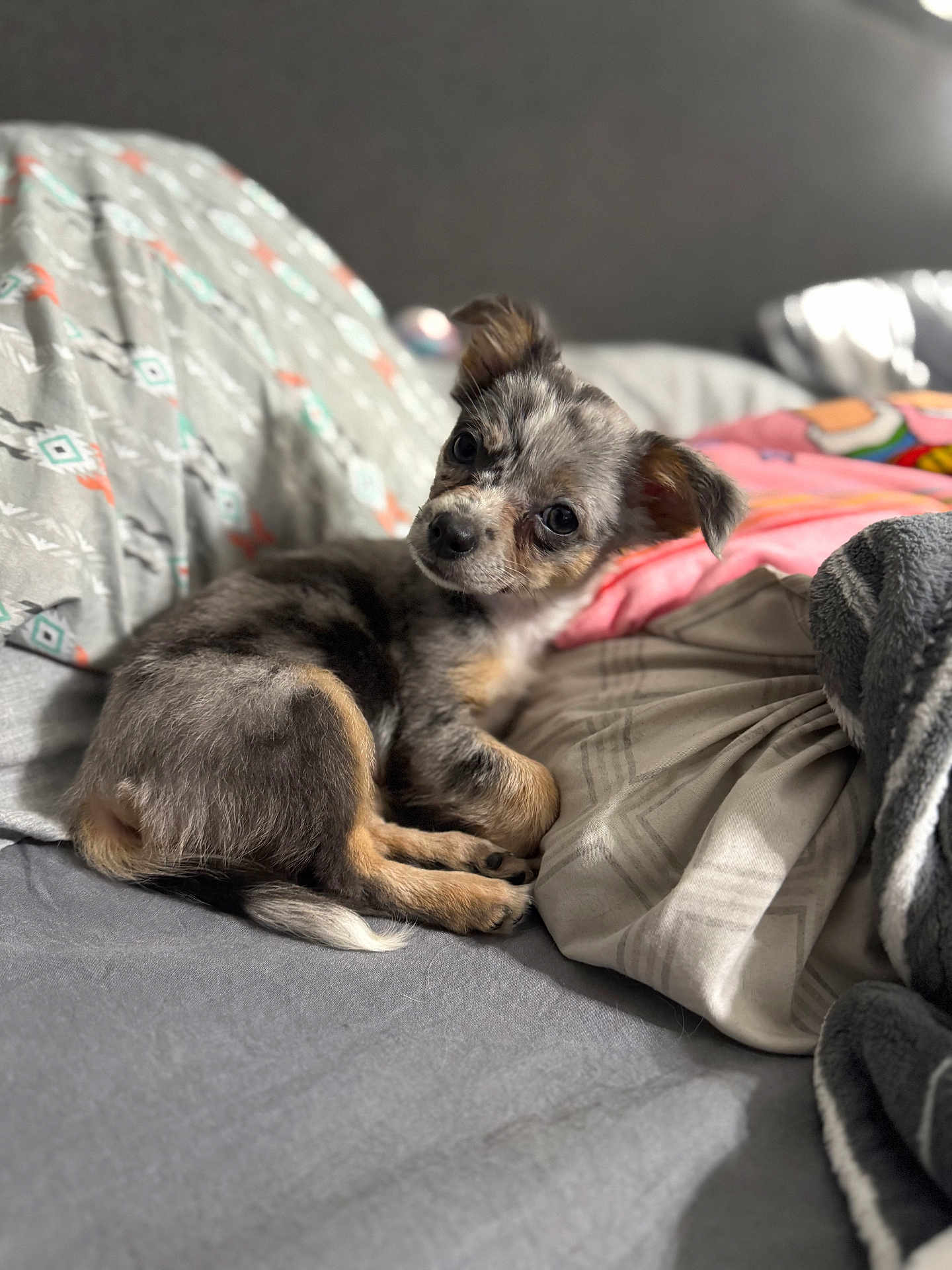 Coral Rae is registered to the contest to win money with this photo: animal, bed, blanket, comfortable, cozy, curious, cute, dog, domestic, ears, fur, indoor, laying, looking, pet, pillow, puppy, resting, small, young