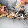 Coral Rae is registered to the contest to win money with this photo: closeup, comfort, cozy, cute, dog, ear, fur, gray_shirt, hand, holding, indoor, necklace, paw, person, pet, puppy, relaxation, resting, sleeping, yellow_blanket