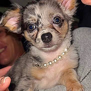Coral Rae joined the competition — help win amazing prizes! puppy, dog, animal, necklace, pearl, cute, pet, closeup, fur, face, ears, eyes, person, hand, jewelry, indoor, portrait, adorable, small, mammal
