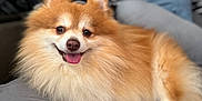 Seven joined the competition — help win amazing prizes! animal, blanket, brown, companion, cozy, cute, dog, domestic_animal, fluffy, fur, happy, indoor, pet, pillow, pomeranian, resting, small_dog, smiling, tongue_out, white