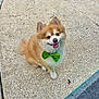 Seven joined the competition — help win amazing prizes! adorable, animal, bow_tie, canine, companion, concrete, cute, dog, fluffy, friendly, fur, happy, outdoor, pavement, pet, pomeranian, sitting, small_dog, smiling, tongue_out