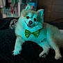 Seven joined the competition — help win amazing prizes! animal, background_blur, black_blanket, bow_tie, canine, companion, cozy, cute, cute_pet, dog, domestic, fluffy, furry, green_bow_tie, head_tilt, indoor, pet, portrait, relaxed, smiling