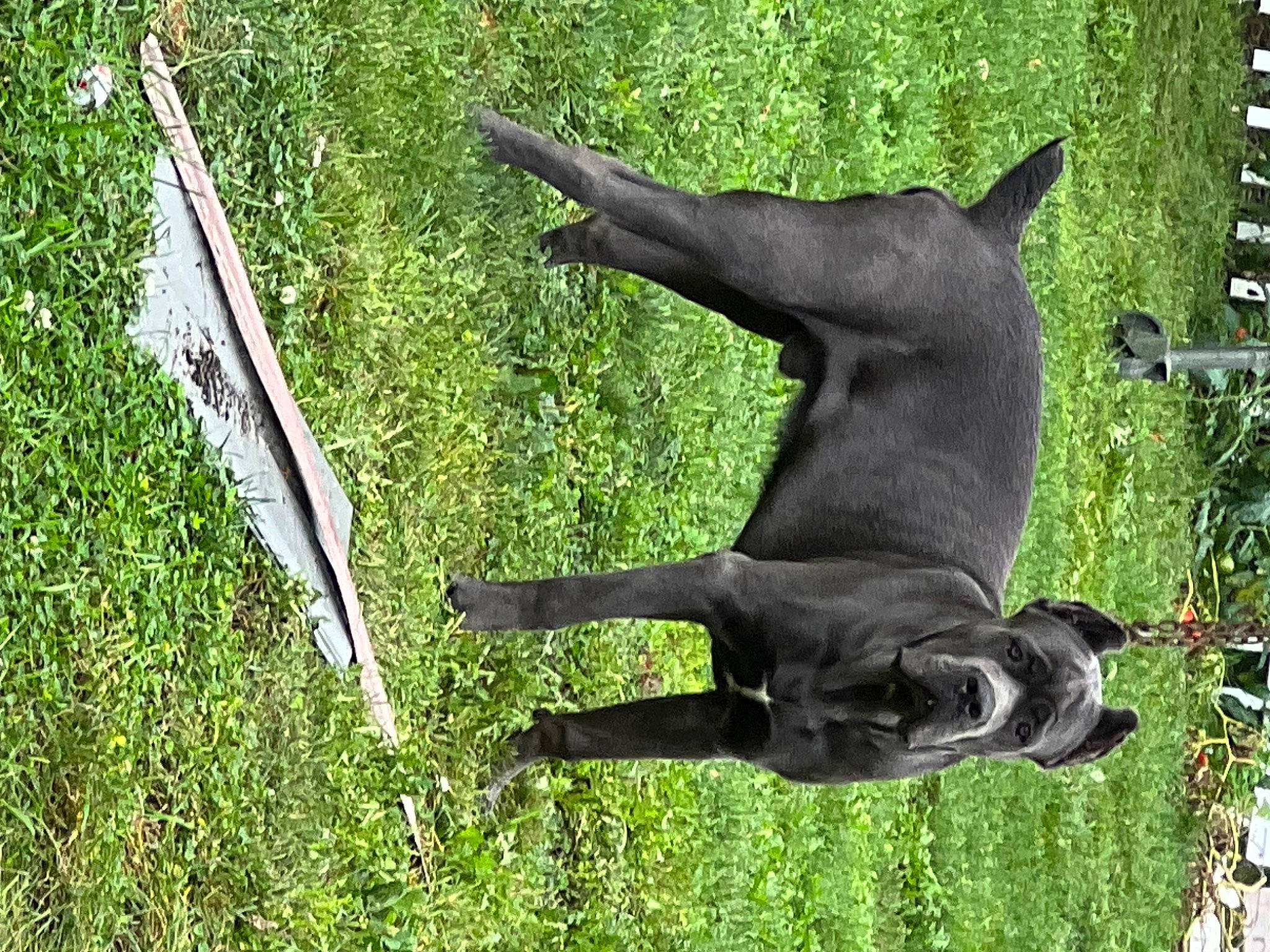 Bruno is registered to the contest to win money with this photo: art, canidae, carnivore, companion_dog, dog, dog_breed, fawn, grass, guard_dog, hunting_dog, non_sporting_group, plant, snout, sporting_group, tail, terrestrial_animal, wildlife, working_animal, working_dog