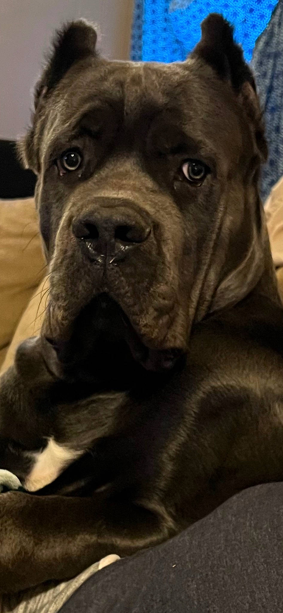 Bruno is registered to the contest to win money with this photo: canidae, carnivore, collar, companion_dog, dog, dog_breed, dog_collar, fawn, fur, giant_dog_breed, guard_dog, molosser, non_sporting_group, snout, sporting_group, terrestrial_animal, whiskers, working_animal, working_dog, wrinkle