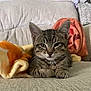 Roger is registered to the contest to win money with this photo: kitten, cat, tabby, pet, animal, feline, cute, indoor, couch, blanket, resting, fur, whiskers, ears, closeup, young, domestic, soft, cozy, portrait