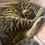 Roger joined the competition — help win amazing prizes! cat, tabby, sleeping, curled_up, paws, blanket, soft, cozy, fur, striped, tail, resting, cute, animal, pet, domestic_cat, relaxing, indoors, comfort, napping
