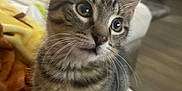 Roger is registered to the contest to win money with this photo: kitten, cat, tabby, pet, animal, fur, whiskers, ears, eyes, cute, indoor, couch, blanket, striped, young, curious, closeup, feline, domestic, soft_light