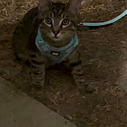 Roger joined the competition — help win amazing prizes! animal, cat, closeup, concrete, curious, domestic_cat, ears, feline, grass, ground, harness, leash, looking, night, outdoor, pet, sitting, tabby_cat, whiskers, young_cat