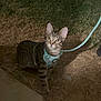 Roger joined the competition — help win amazing prizes! alert, animal, cat, curious, domestic, ears_up, feline, grass, ground, harness, leash, looking_up, nature, night, outdoor, pet, sidewalk, tabby, walking, young