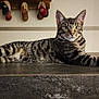 alert, animal, cat, countertop, curious, ears, eyes, feline, hat, home, indoor, lounging, paws, pet, striped, tabby, tail, toolbox, wall, whiskers