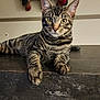 animal, cat, closeup, countertop, curious, decoration, ears, eyes, feline, hat, household, indoor, pet, portrait, pumpkin, resting, shelf, striped, tabby, whiskers
