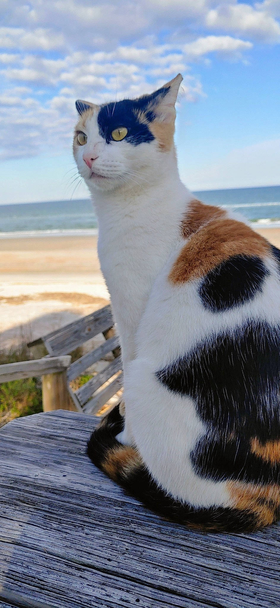 Slinky is registered to the contest to win money with this photo: beach, blue, carnivore, cat, cloud, domestic_short_haired_cat, felidae, fur, ocean, sitting, sky, small_to_medium_sized_cats, snout, tail, terrestrial_animal, vacation, water, whiskers, wood