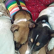 Oreo And Salem is registered to the contest to win money with this photo: dog, sleeping, couch, blanket, rainbow_sweater, pet, snuggling, indoor, close_up, relaxing, fur, domestic_animal, companion, resting, animal_clothing, paw, brown_dog, black_dog, white_fur, comfortable