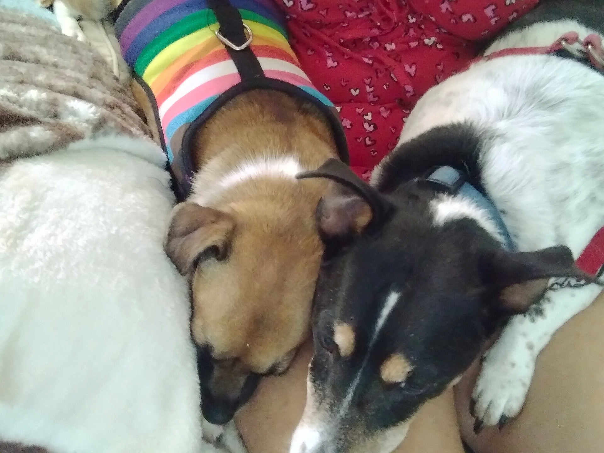 Oreo And Salem is registered to the contest to win money with this photo: dog, sleeping, couch, blanket, rainbow_sweater, pet, snuggling, indoor, close_up, relaxing, fur, domestic_animal, companion, resting, animal_clothing, paw, brown_dog, black_dog, white_fur, comfortable