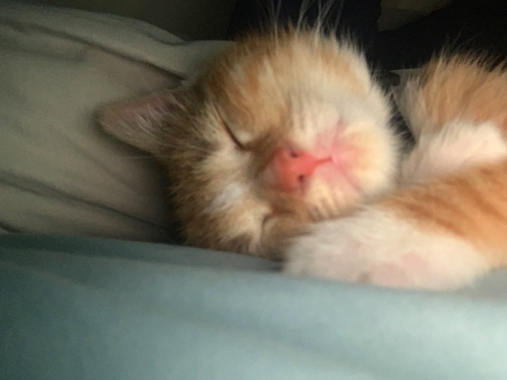 Juice is registered to the contest to win money with this photo: carnivore, cat, close_up, ear, eye, fawn, felidae, fur, kitten, mammal, mouth, nap, nose, paw, polydactyl_cat, skin, sleep, small_to_medium_sized_cats, snout, whiskers