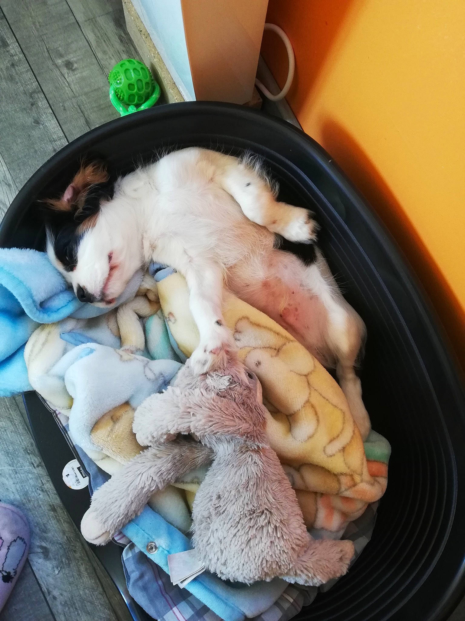 Rango a rejoint le concours — aidez-le/la à gagner de superbes lots ! canidae, carnivore, cat, child, cornish_rex, fawn, felidae, food, fox_terrier, kitten, nap, play, puppy, sleep, small_to_medium_sized_cats, sporting_group