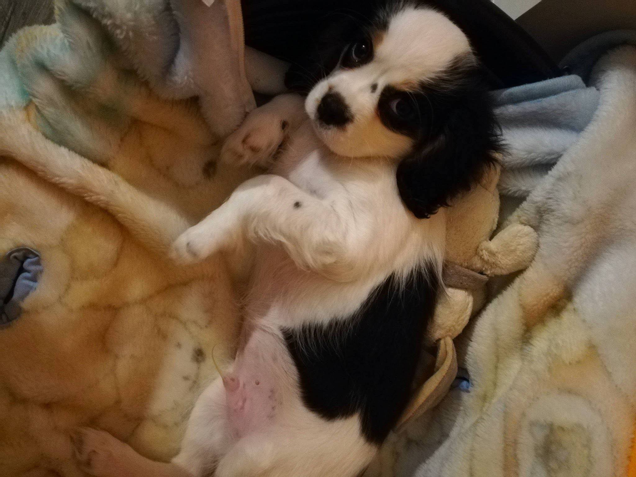 Rango a rejoint le concours — aidez-le/la à gagner de superbes lots ! canidae, carnivore, cavalier_king_charles_spaniel, companion_dog, dog, dog_breed, fur, king_charles_spaniel, landseer, mammal, phalene, puppy, puppy_love, snout, sporting_group, st_bernard, toy_dog, vertebrate