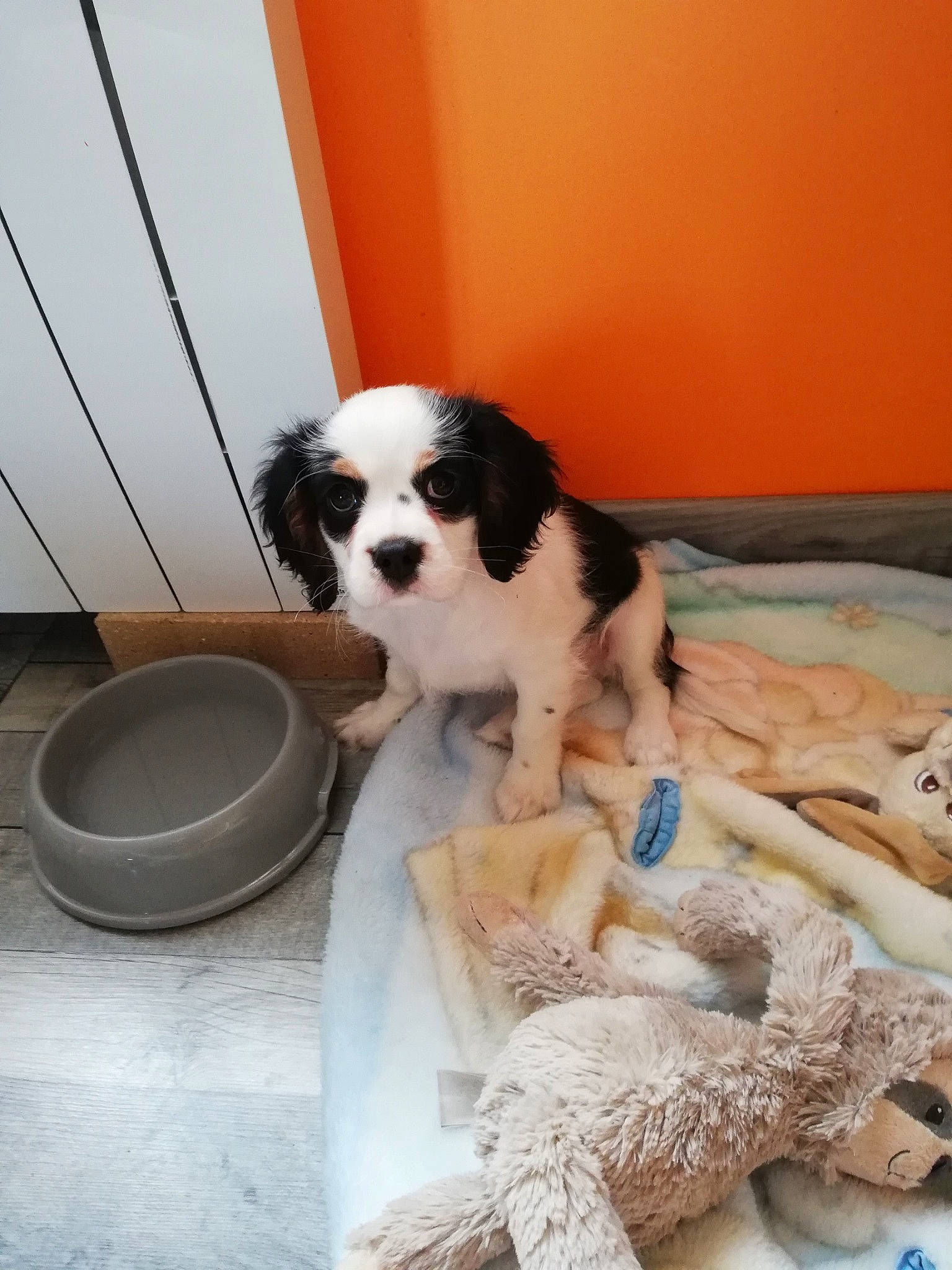 Rango participe au concours pour gagner de l'argent avec cette photo : canidae, carnivore, cavapoo, companion_dog, dog, dog_breed, mammal, phalene, puppy, spaniel, sporting_group, vertebrate