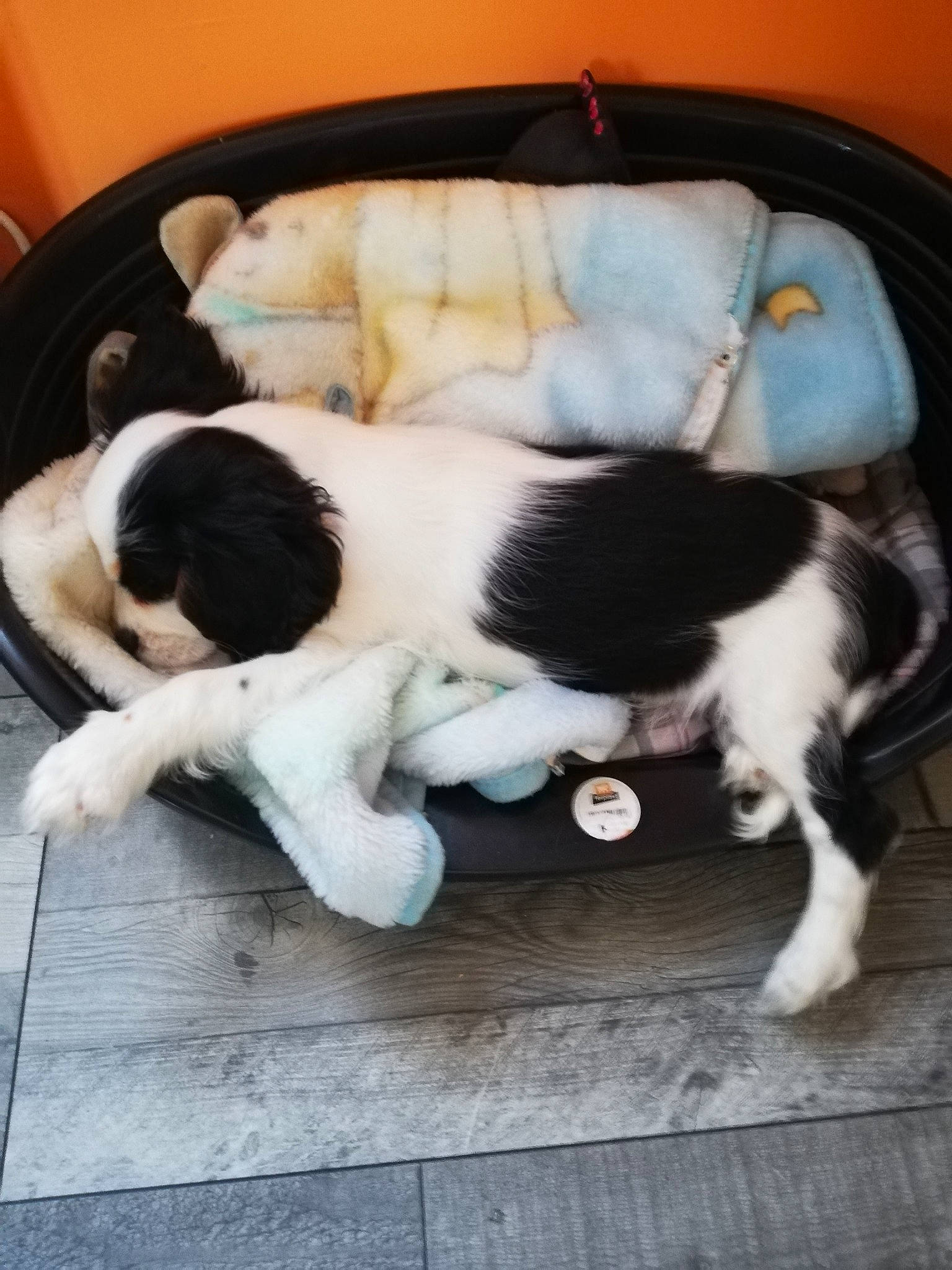 Rango a rejoint le concours — aidez-le/la à gagner de superbes lots ! canidae, carnivore, cavalier_king_charles_spaniel, companion_dog, dog, dog_breed, english_springer_spaniel, landseer, mammal, puppy, rare_breed_dog, shih_tzu, spaniel, sporting_group, vertebrate