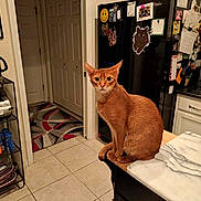 Abby joined the competition — help win amazing prizes! cat, kitchen, counter, refrigerator, appliance, coffee_maker, toaster, magnet, note, tile_floor, cabinet, door, rug, orange_cat, pet, indoor, curious, feline, household, seated
