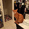 cat, kitchen, counter, refrigerator, appliance, coffee_maker, toaster, magnet, note, tile_floor, cabinet, door, rug, orange_cat, pet, indoor, curious, feline, household, seated
