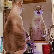 Dustypearl is registered to the contest to win money with this photo: animal, beverage, cat, closet, coffee, coffeecup, cupboard, diningtable, face, flower, furniture, head, indoors, manx, person, pet, plant, plywood, table, wood
