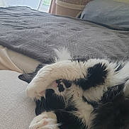 Moustache a rejoint le concours — aidez-le/la à gagner de superbes lots ! cat, black_and_white, fluffy, paw, face_covering, bed, blanket, cozy, indoor, pet, relaxing, cute, feline, whiskers, soft, fur, resting, animal, domestic, sleeping