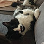 cat, black_and_white, fluffy, relaxed, upside_down, couch, indoor, pet, feline, cozy, resting, home, fur, whiskers, pink_nose, soft, animal, domestic, sleepy, cute