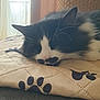 Moustache participe au concours pour gagner de l'argent avec cette photo : cat, sleeping, black_and_white, fur, whiskers, cushion, paw_print, indoor, window_light, cozy, relaxed, pet, animal, close_up, resting, soft_light, quiet, home, feline, nap