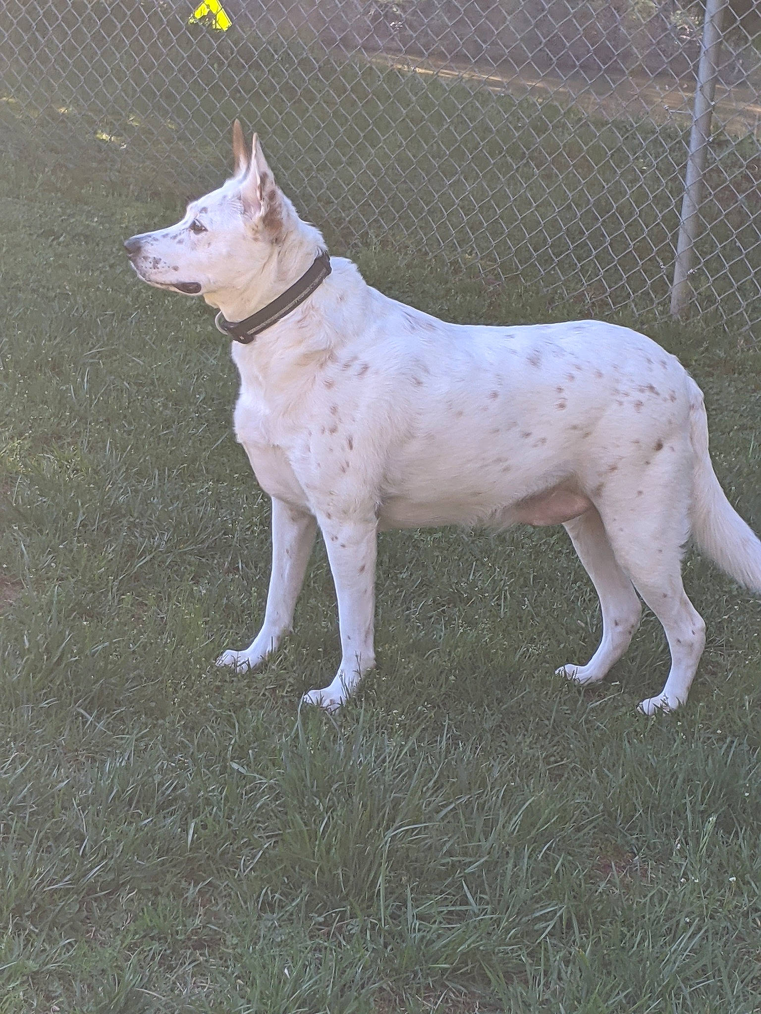 Scooter is registered to the contest to win money with this photo: ancient_dog_breeds, canidae, carnivore, collar, companion_dog, dog, dog_breed, dog_collar, dog_supply, dogo_guatemalteco, fawn, fence, grass, mesh, non_sporting_group, snout, sporting_group, tail, terrestrial_animal, working_animal