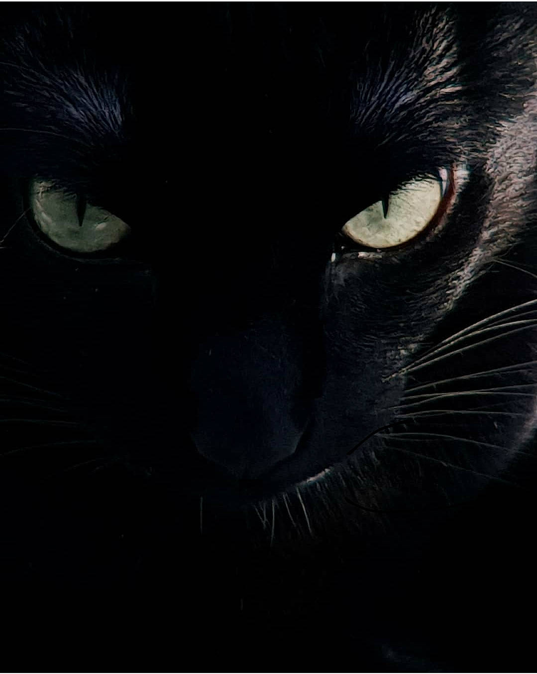 Iva joined the competition — help win amazing prizes! black, black_and_white, black_cat, black_hair, carnivore, cat, close_up, darkness, eye, felidae, iris, nose, organ, small_to_medium_sized_cats, snout, whiskers