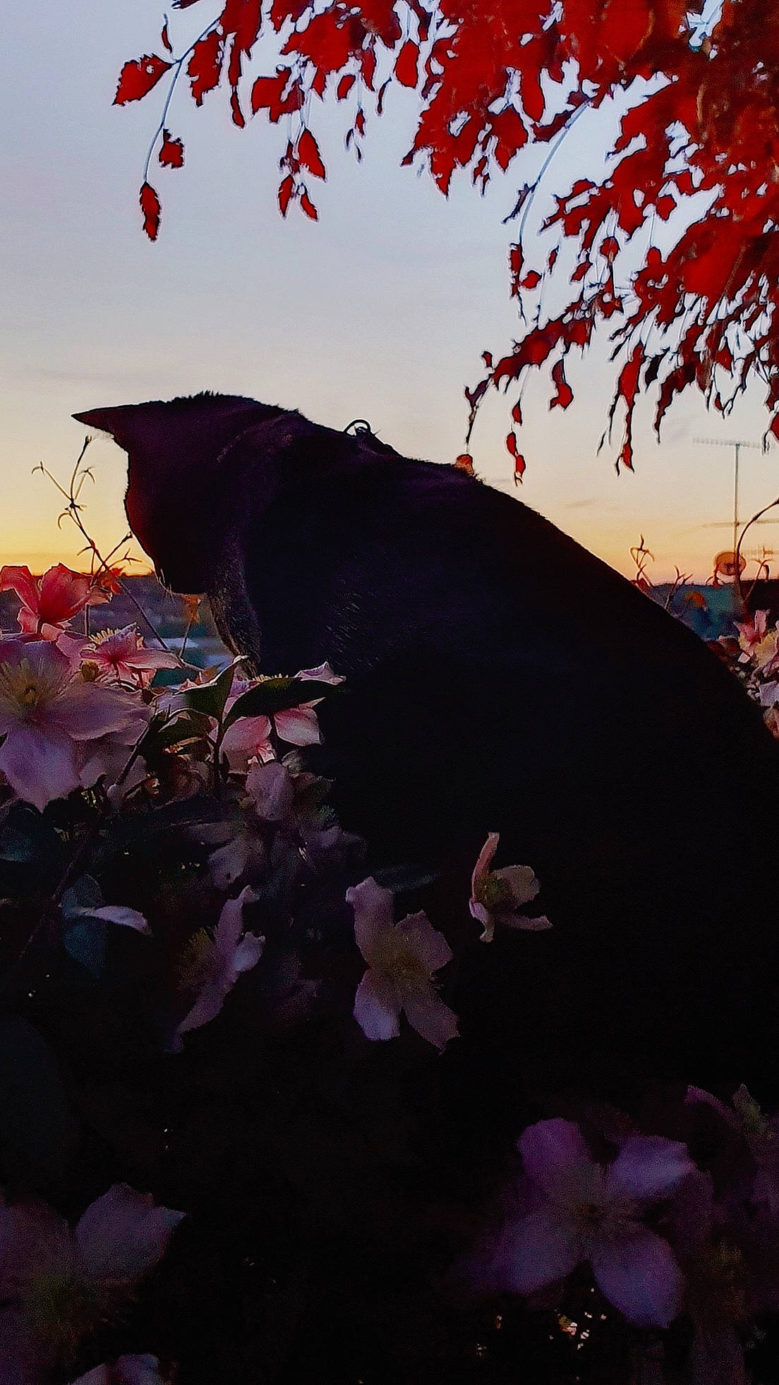 Iva joined the competition — help win amazing prizes! blossom, cloud, evening, flower, illustration, leaf, organism, petal, pink, plant, purple, silhouette, sky, tree