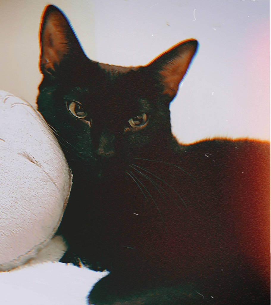 Iva joined the competition — help win amazing prizes! asian, black, black_cat, bombay, burmese, carnivore, cat, domestic_short_haired_cat, felidae, havana_brown, mammal, small_to_medium_sized_cats, tail, whiskers