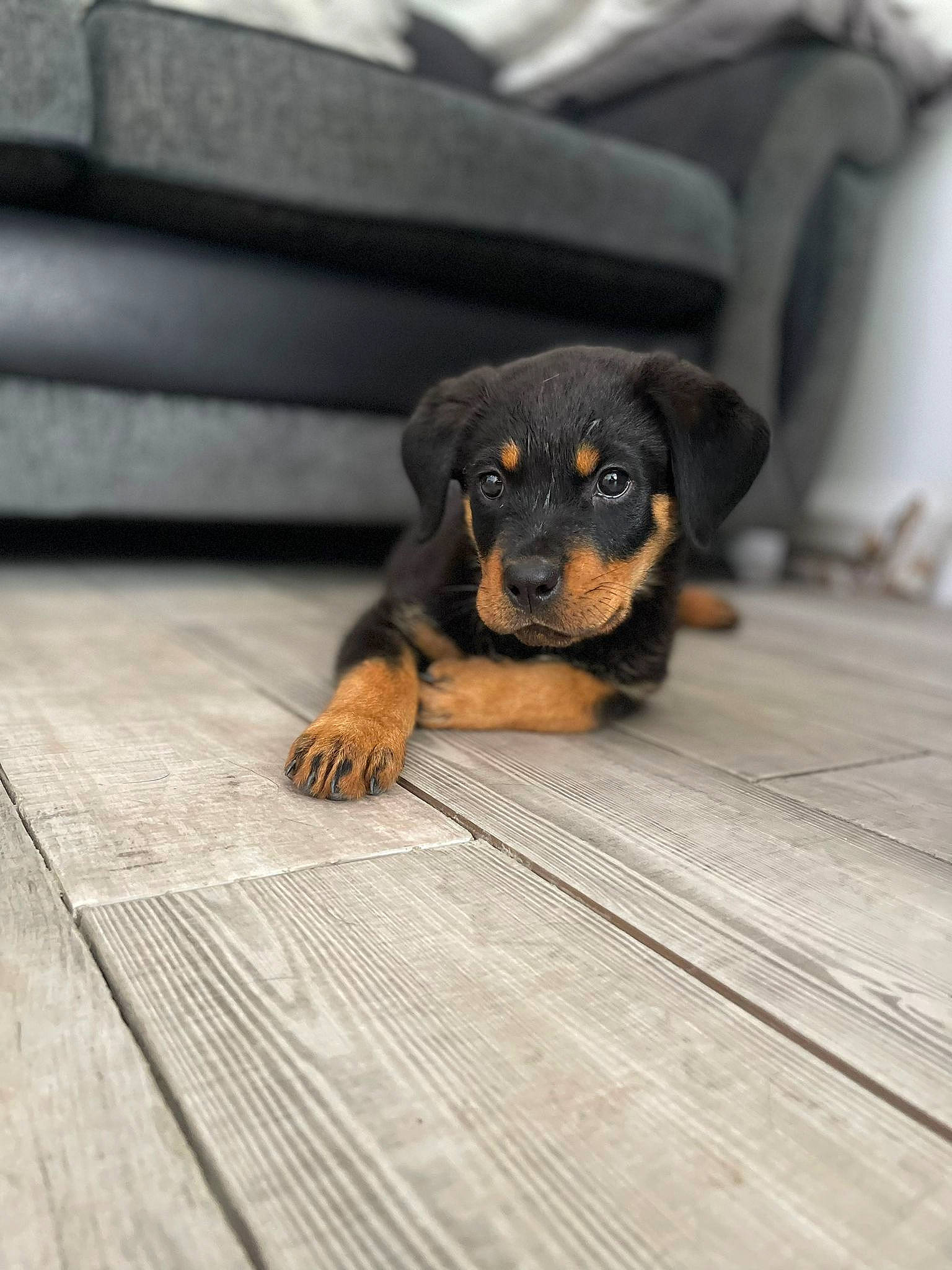 Stitch is registered to the contest to win money with this photo: canidae, carnivore, comfort, companion_dog, dog, dog_breed, floor, flooring, grey, guard_dog, hardwood, plank, sporting_group, terrestrial_animal, toy_dog, wood, wood_stain, working_animal, working_dog