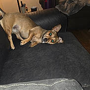 Mouse joined the competition — help win amazing prizes! animal, black_couch, blanket, brown_dog, canine, couch, curious, dog, domestic_animal, ear_up, floor, fur, fur_texture, home, household_items, indoor, living_room, pet, relaxed, stretching