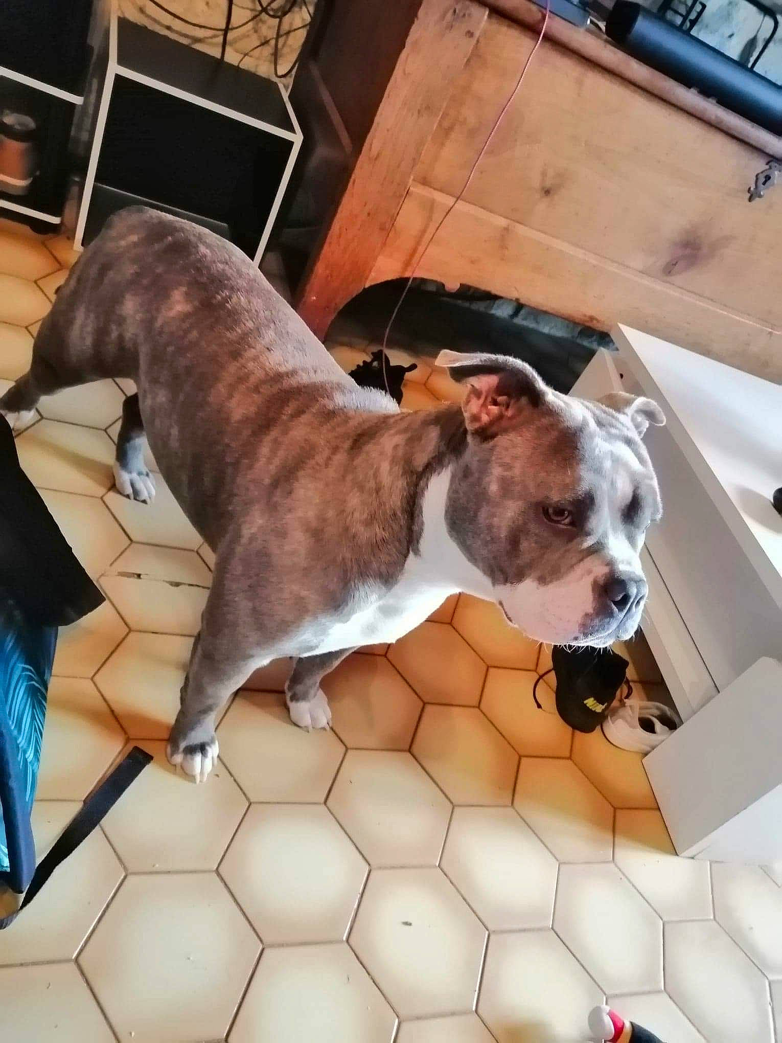 Sweety a rejoint le concours — aidez-le/la à gagner de superbes lots ! american_bulldog, american_pit_bull_terrier, american_staffordshire_terrier, australian_bulldog, bulldog, canidae, carnivore, dog, dog_breed, fawn, mammal, molosser, non_sporting_group, old_english_bulldog, olde_english_bulldogge, pit_bull, rare_breed_dog, snout, staffordshire_bull_terrier, valley_bulldog