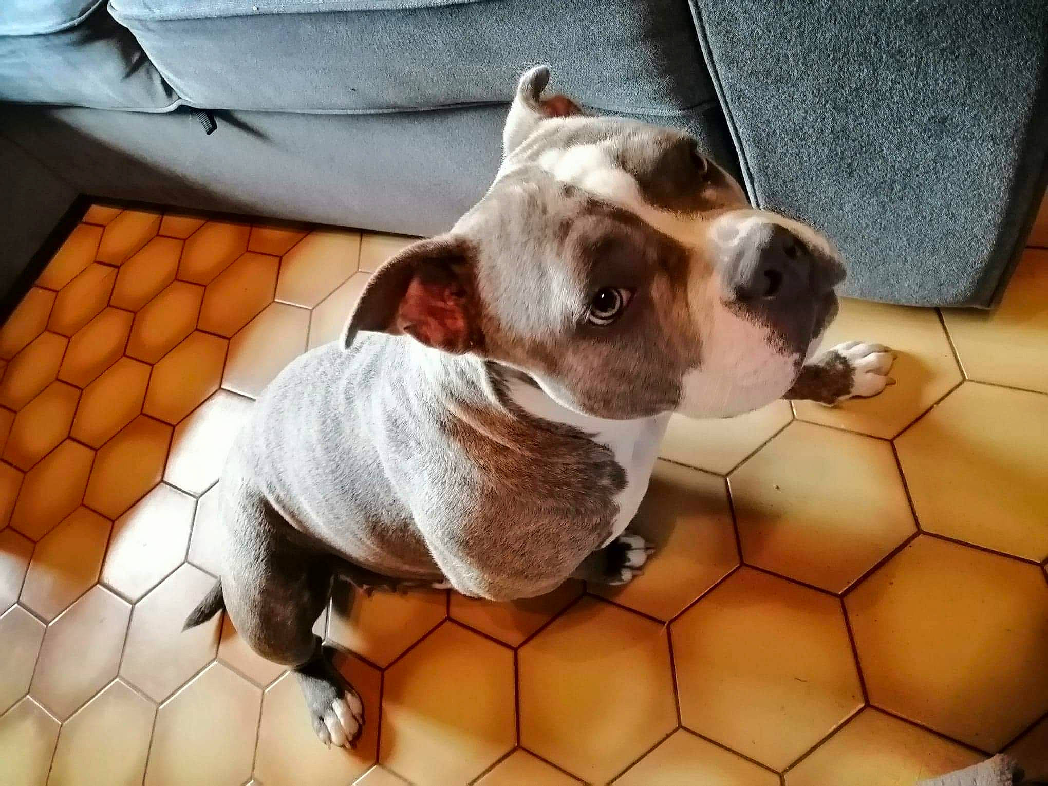 Sweety participe au concours pour gagner de l'argent avec cette photo : american_bulldog, australian_bulldog, bulldog, canidae, carnivore, companion_dog, dog, dog_breed, fawn, french_bulldog, mammal, non_sporting_group, nose, old_english_bulldog, olde_english_bulldogge, puppy, puppy_love, rare_breed_dog, snout, toy_bulldog