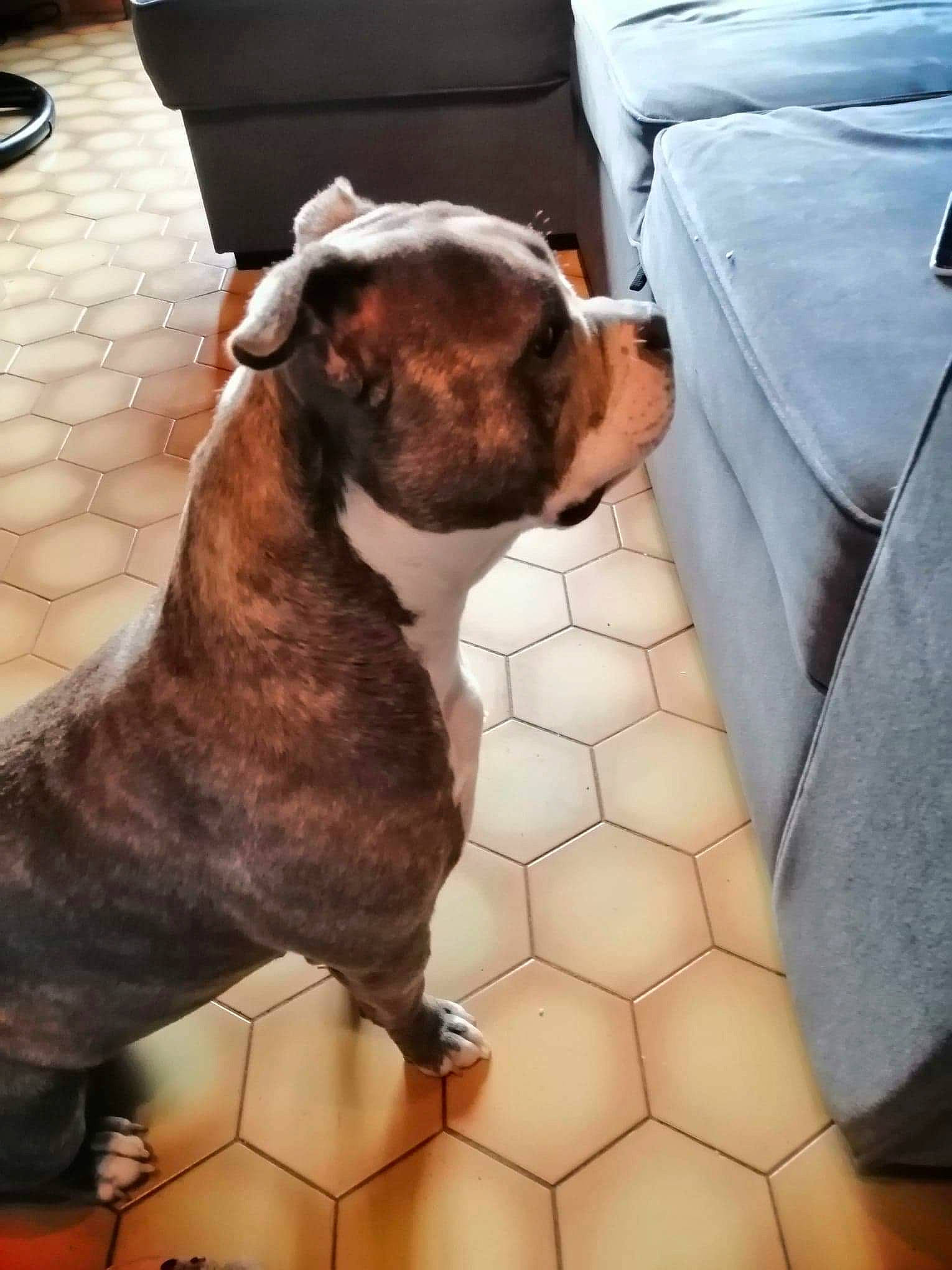 Sweety a rejoint le concours — aidez-le/la à gagner de superbes lots ! american_bulldog, american_pit_bull_terrier, american_staffordshire_terrier, bulldog, canidae, carnivore, companion_dog, dog, dog_breed, fawn, mammal, molosser, non_sporting_group, old_english_bulldog, olde_english_bulldogge, pit_bull, renascence_bulldogge, snout, staffordshire_bull_terrier, vertebrate