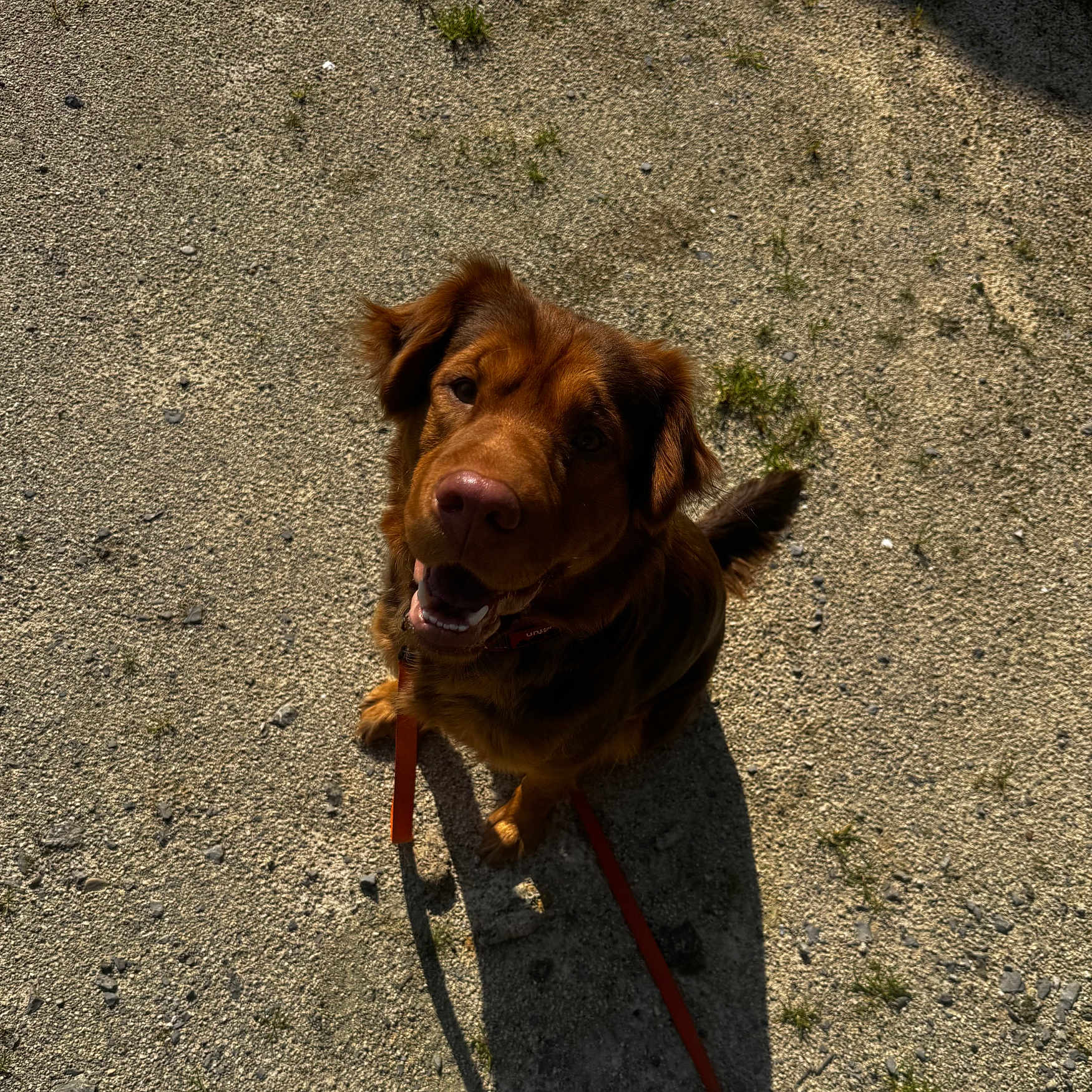 Gaïa participe au concours pour gagner de l'argent avec cette photo : accessories, animal, bodypart, canine, cockerspaniel, collar, dog, goldenretriever, gravel, hound, labradorretriever, leash, mouth, person, pet, plant, puppy, road, strap, terrier