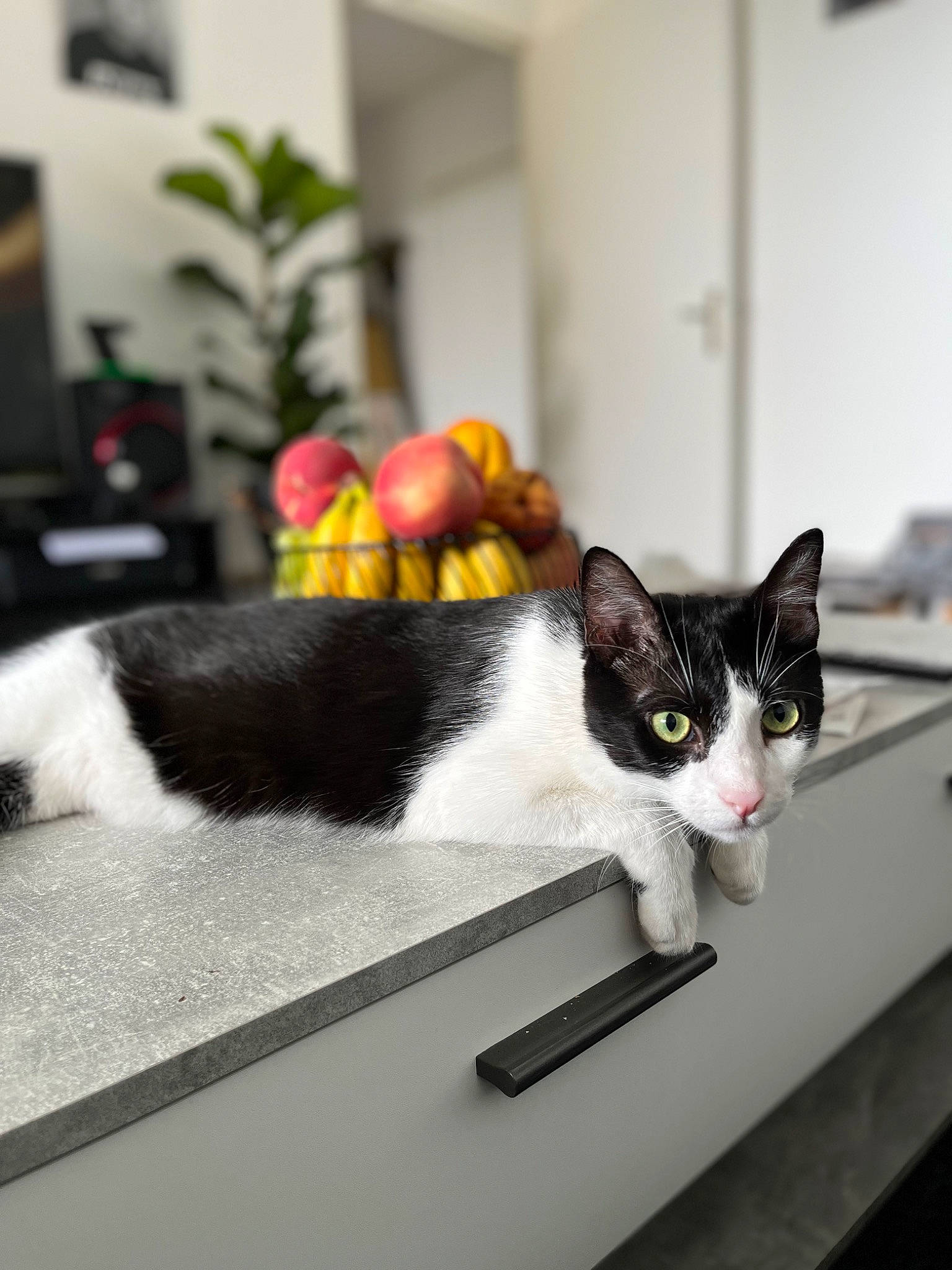 Snoopy a rejoint le concours — aidez-le/la à gagner de superbes lots ! carnivore, cat, comfort, domestic_short_haired_cat, felidae, flooring, formal_wear, fur, grey, houseplant, monochrome_photography, picture_frame, plant, rectangle, room, small_to_medium_sized_cats, table, tail, whiskers, window