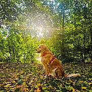 Rainbow participe au concours pour gagner de l'argent avec cette photo : dog, golden_retriever, forest, sunlight, leaves, trees, nature, outdoor, animal, sitting, greenery, sunshine, harness, peaceful, canine, fall, daylight, park, scenery, pet