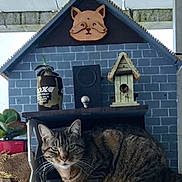 Chessie is registered to the contest to win money with this photo: animal, birdhouse, cat, closeup, decor, ears, feline, gray_wall, house_model, indoor, pet, plant, potted_plant, relaxed, shelf, sitting, tabby_cat, table, whiskers, wooden_sign